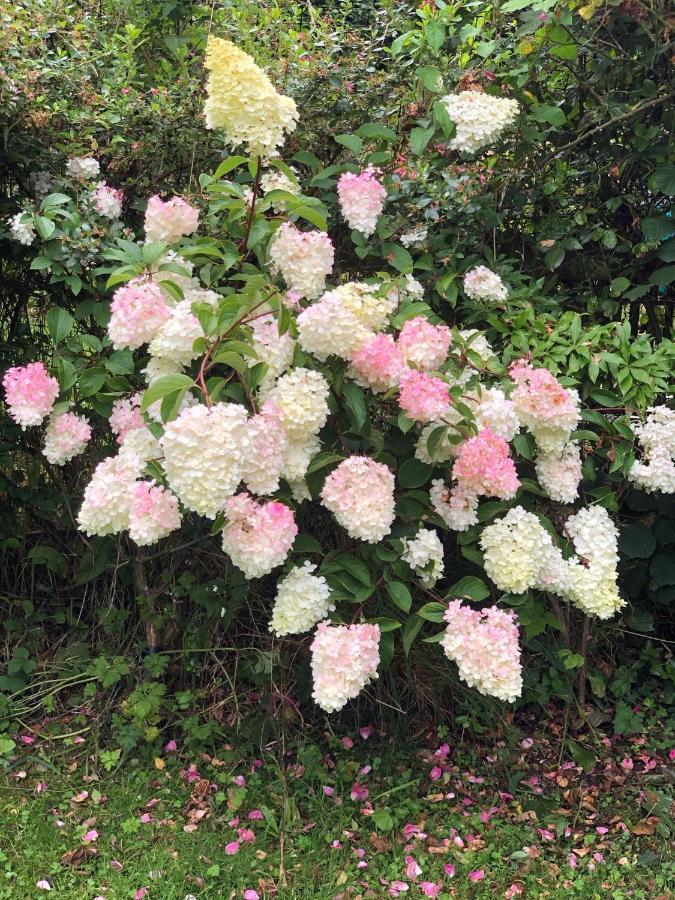 Chaseborough Farm Bed & Breakfast Verwood ภายนอก รูปภาพ